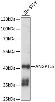 ANGPTL5 antibody