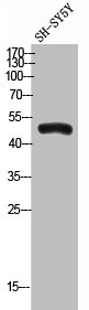 ANGPTL7 Antibody
