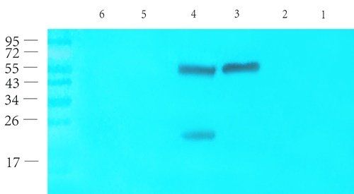 CD69 antibody