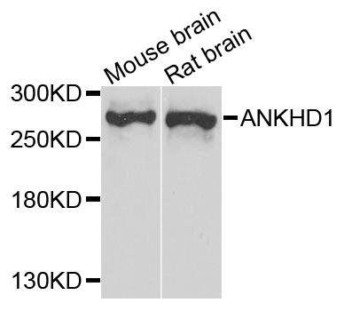 ANKHD1 antibody