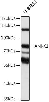 ANKK1 antibody