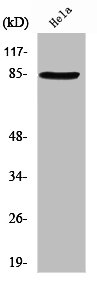 ANKK1 Antibody