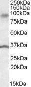 Goat anti-ANKK1 Antibody