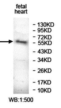 ANKRD13D antibody