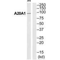 ANKRD20A1 Antibody