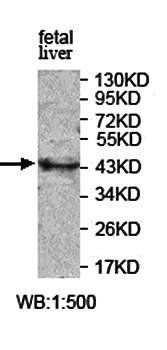 ANKRD29 antibody