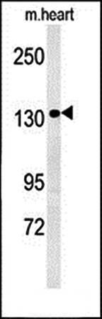 ANKRD32 antibody