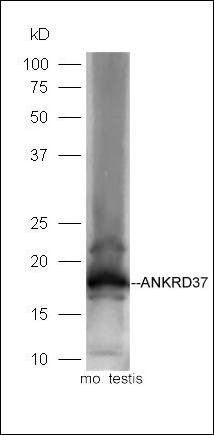 ANKRD37 antibody