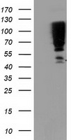 ANKRD53 antibody