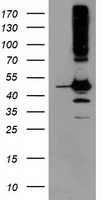 ANKRD53 antibody
