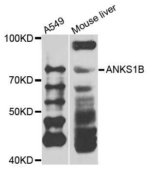 ANKS1B antibody