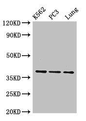 Annexin A1 antibody (HRP)