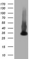 Annexin A10 (ANXA10) antibody