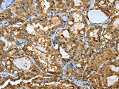 ANXA3 Antibody