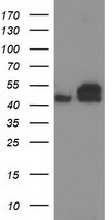 Annexin A3 (ANXA3) antibody