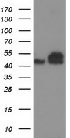 Annexin A3 Antibody