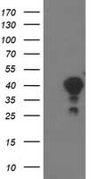 Annexin A3 (ANXA3) antibody