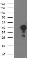 Annexin A3 Antibody