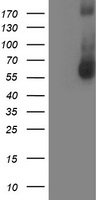 Annexin A3 Antibody