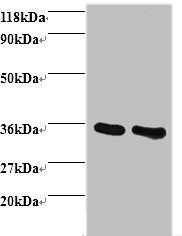 Annexin A5 antibody
