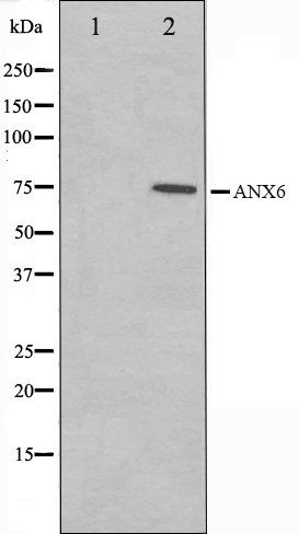 Annexin A6 antibody