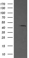 Annexin VII (ANXA7) antibody