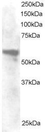 Goat anti-Annexin A11 Antibody