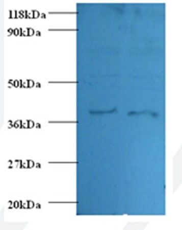 Annexin A1 antibody