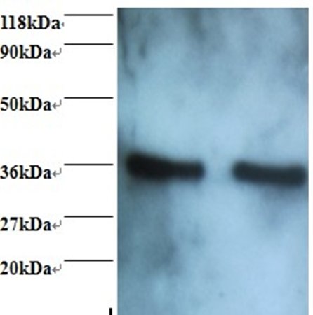 Annexin A5 antibody (Biotin)