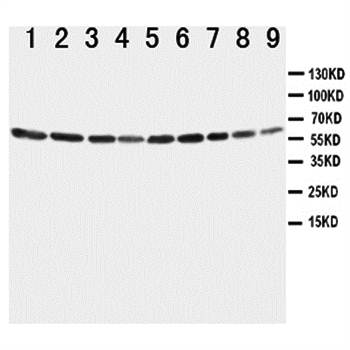 Annexin VI/ANXA6 Antibody