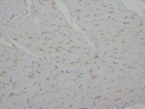 Anti-Annexin A1/ANXA1 Antibody
