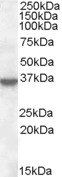 Goat anti-Annexin I Antibody