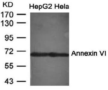 Annexin VI Antibody