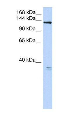 ANO3 antibody