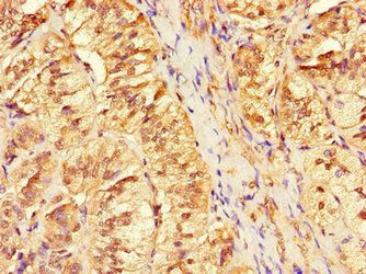 ANO4 Antibody