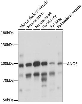 ANO5 antibody