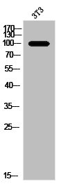 ANO7 antibody