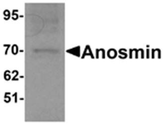 Anosmin Antibody