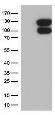 ANP (NPPA) antibody