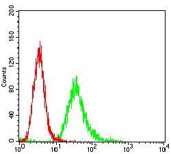 ANPEP Antibody