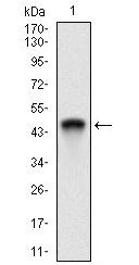 ANPEP Antibody