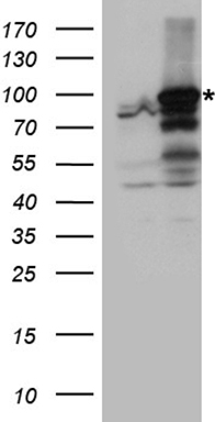 ANR52 (ANKRD52) antibody