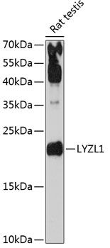 Lysozyme-like protein 1 antibody