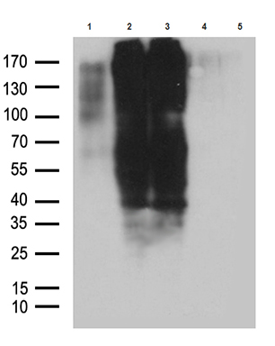 Antizyme inhibitor 1 (AZIN1) Mouse Monoclonal Antibody [Clone ID: OTI1G8]
