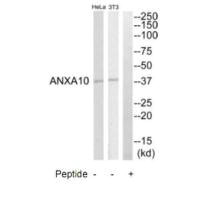 ANXA10 antibody