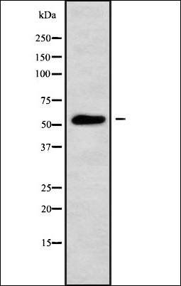 ANXA11 antibody