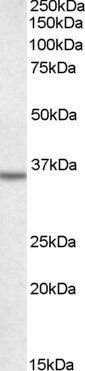 Goat anti-Annexin A2 Antibody