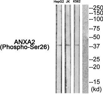 ANXA2 (phospho-Ser26) antibody