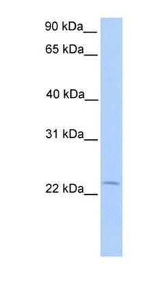 ANXA2R antibody