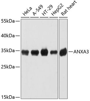 ANXA3 antibody